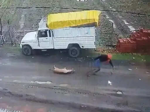 शहडोल : मृत बछड़े को सड़क पर घसीटने का वीडियो वायरल, गौ रक्षकों ने की थाने में शिकायत