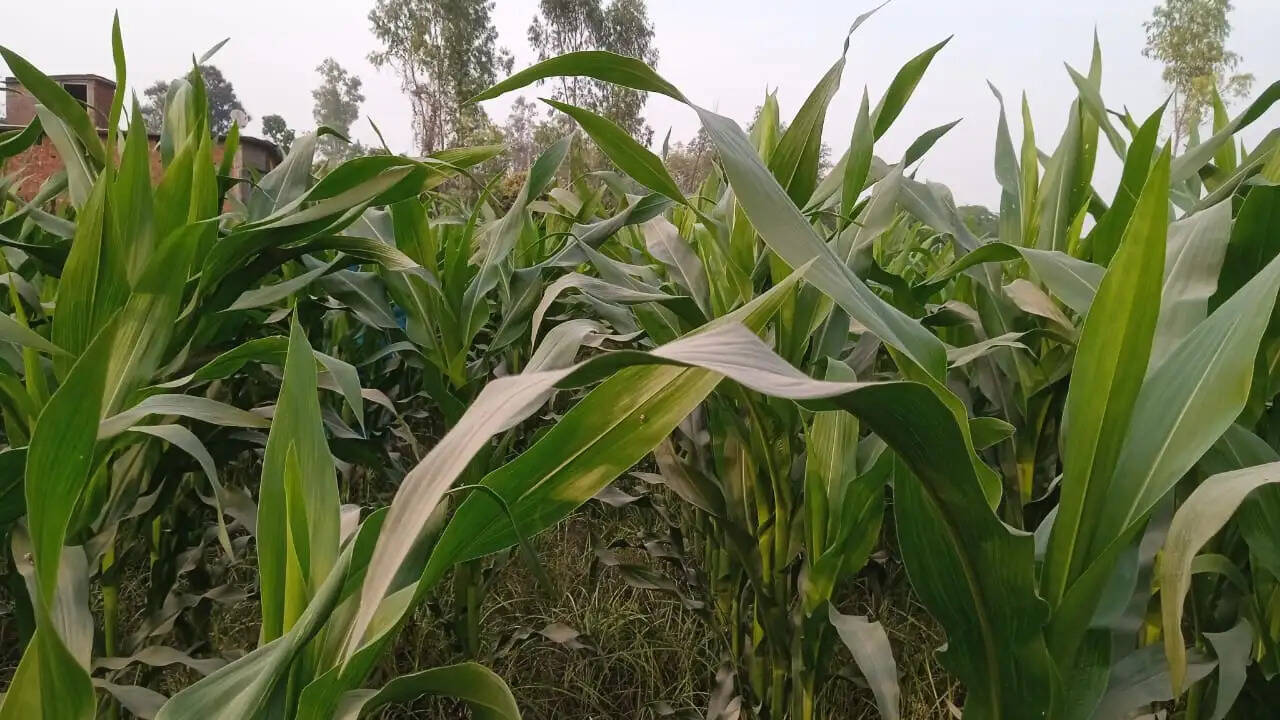 गो-आधारित खेती से कृषि लागत घटाने पर योगी सरकार का जोर