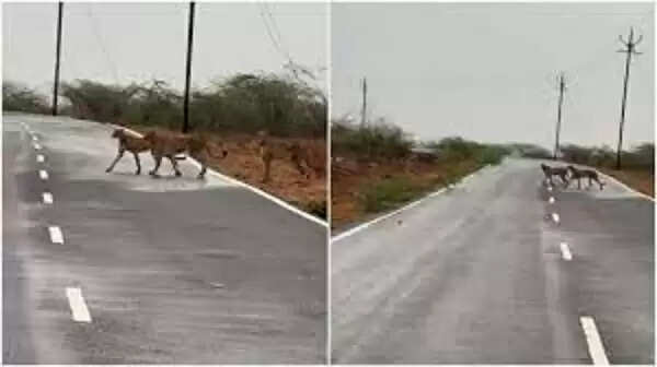 मप्र के कूनो नेशनल पार्क से निकलकर मुरैना पहुंचे पांच चीते, जौरा में सड़क पार करते नजर आए
