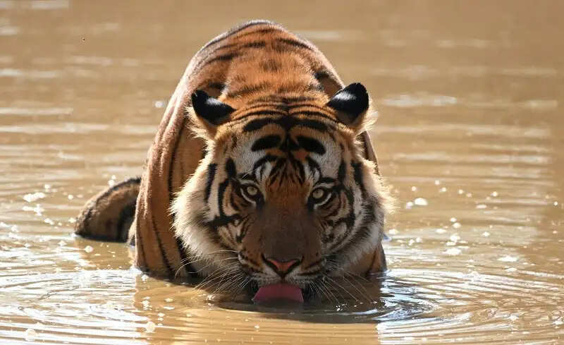 मप्रः मानसूनी बारिश के साथ और अधिक निखर उठा बांधवगढ़ टाइगर रिजर्व का प्राकृतिक सौंदर्य