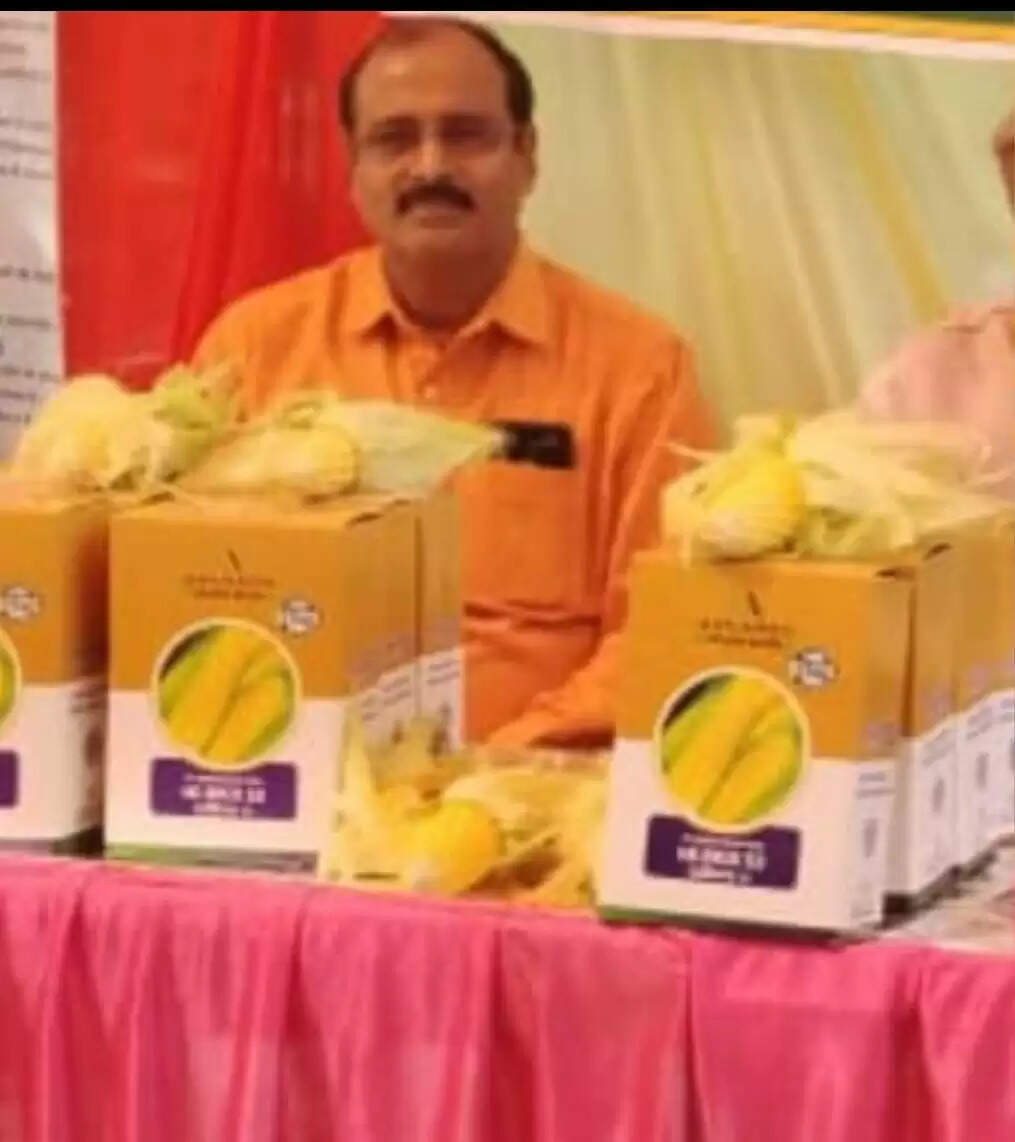 स्वीट कॉर्न की खेती से दोगुनी हो रही किसानों की आय