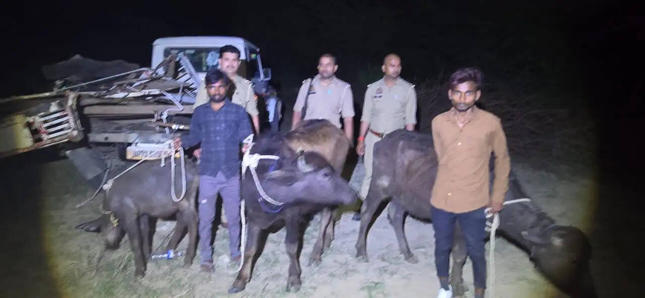 अंतरराज्यीय भैंस चोर गैंग व पुलिस के साथ मुठभेड़ तीन शातिर गिरफ्तार, एक के पैर में लगी गोली