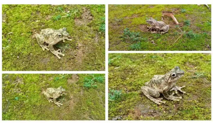 मेघालय में पहली बार दर्ज हुई यांग्स फ्रिल-लिम्ब्ड ट्री फ्रॉग