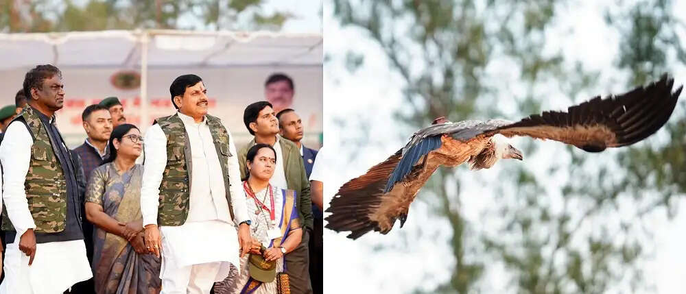 मप्र के मुख्यमंत्री डॉ. यादव ने लुप्तप्राय प्रजातियों के पांच गिद्धों को हलाली डेम जल क्षेत्र में किया मुक्त