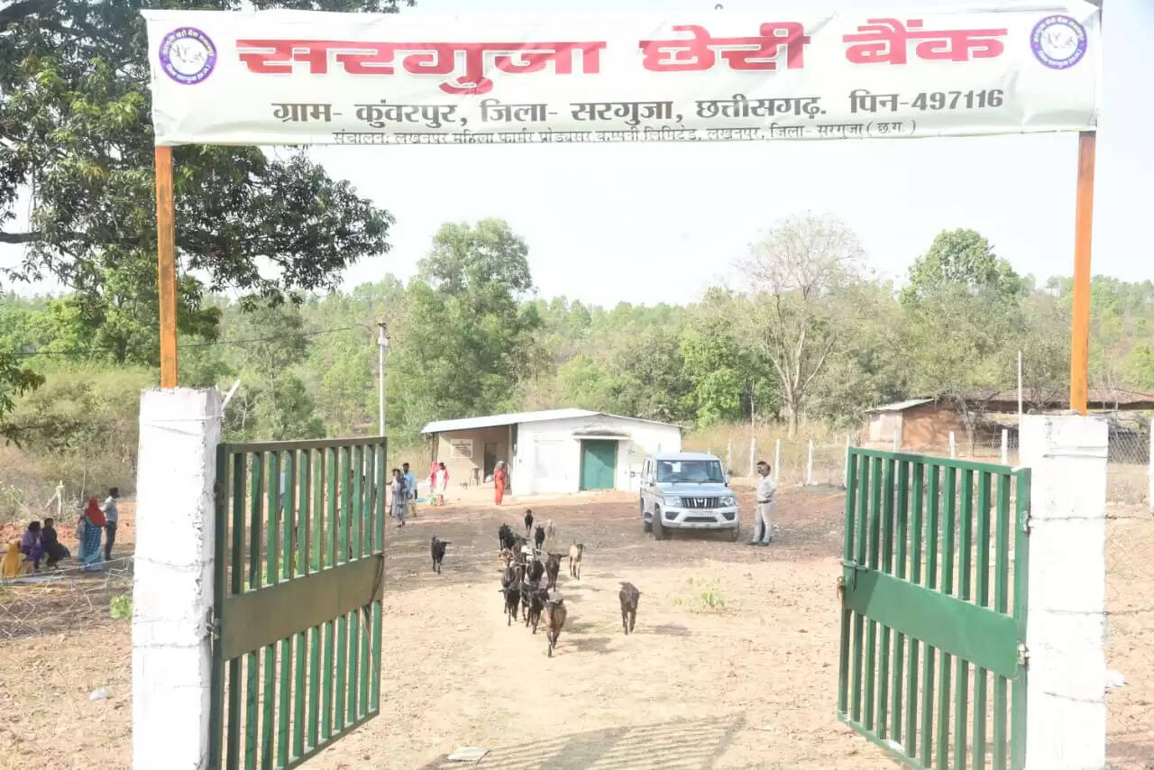 अंबिकापुर : सरगुजा की 'छेरी बैंक' योजना से ग्रामीण महिलाओं की आजीविका में आया क्रांतिकारी बदलाव