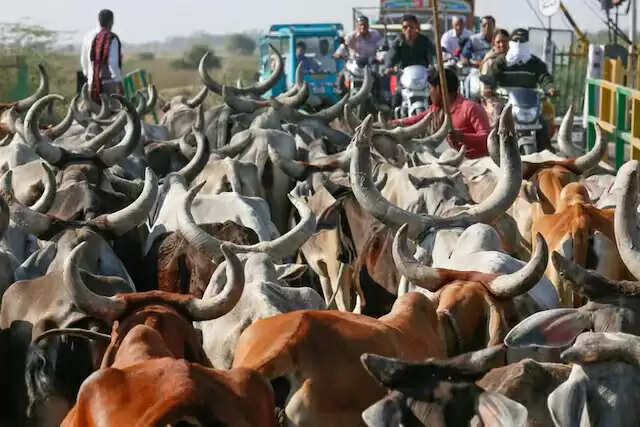 गौ तस्करी के शक में चार युवक पकड़े, ग्रामीणों ने की मारपीट