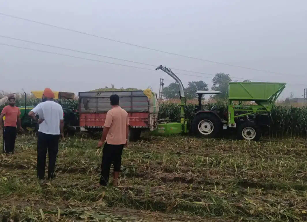 सिरसा: खेत में चारा काट रहे दो युवकों की करंट लगने से मौत