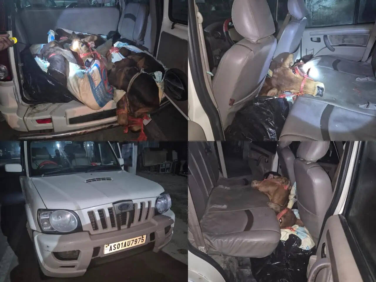 स्कॉर्पियो से मवेशी बरामद, तीन गिरफ्तार