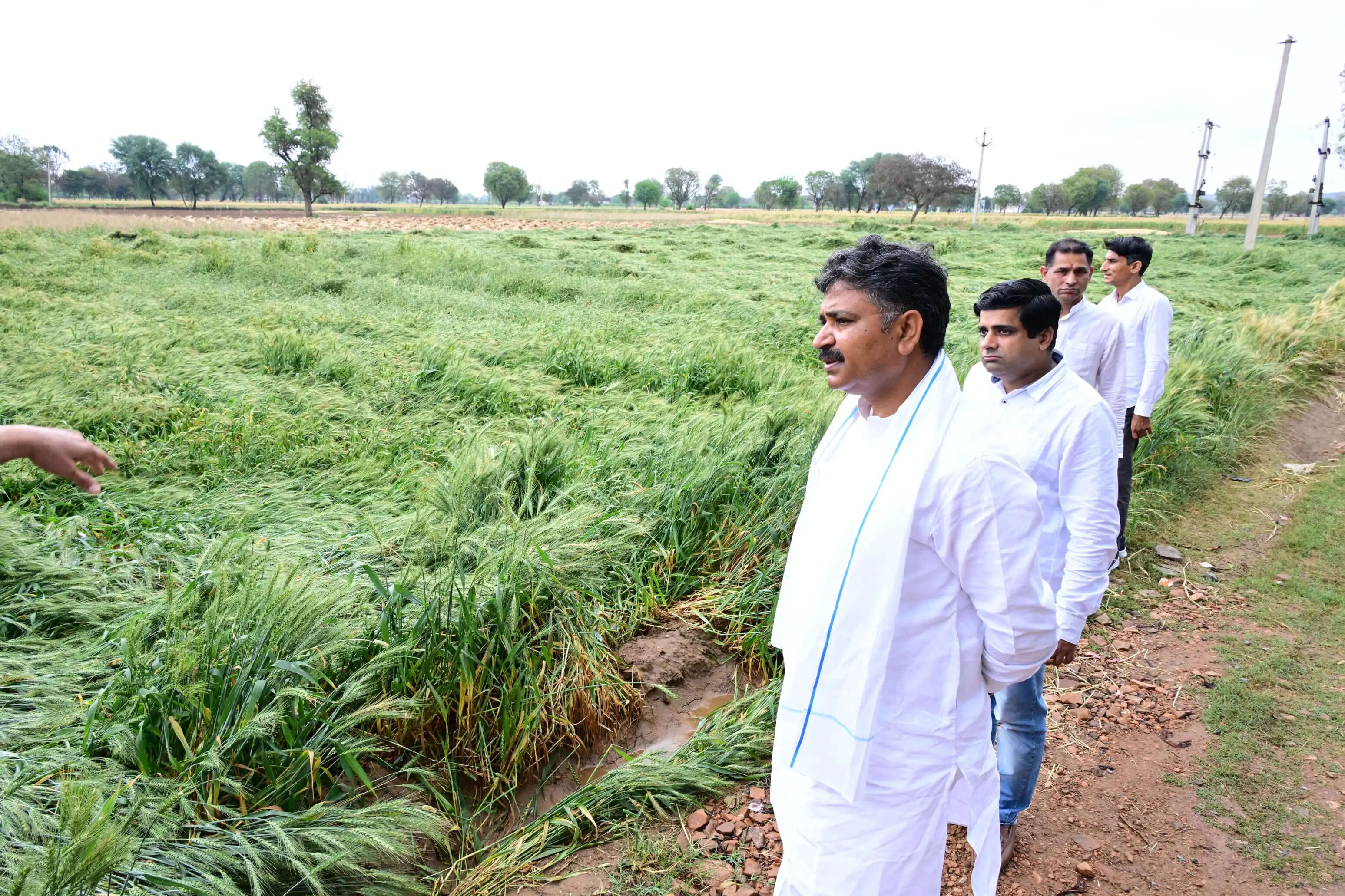 बेमौसम बारिश से किसानों की फसल तबाह, नेता प्रतिपक्ष जूली ने अलवर के प्रभावित गांवों का किया दौरा