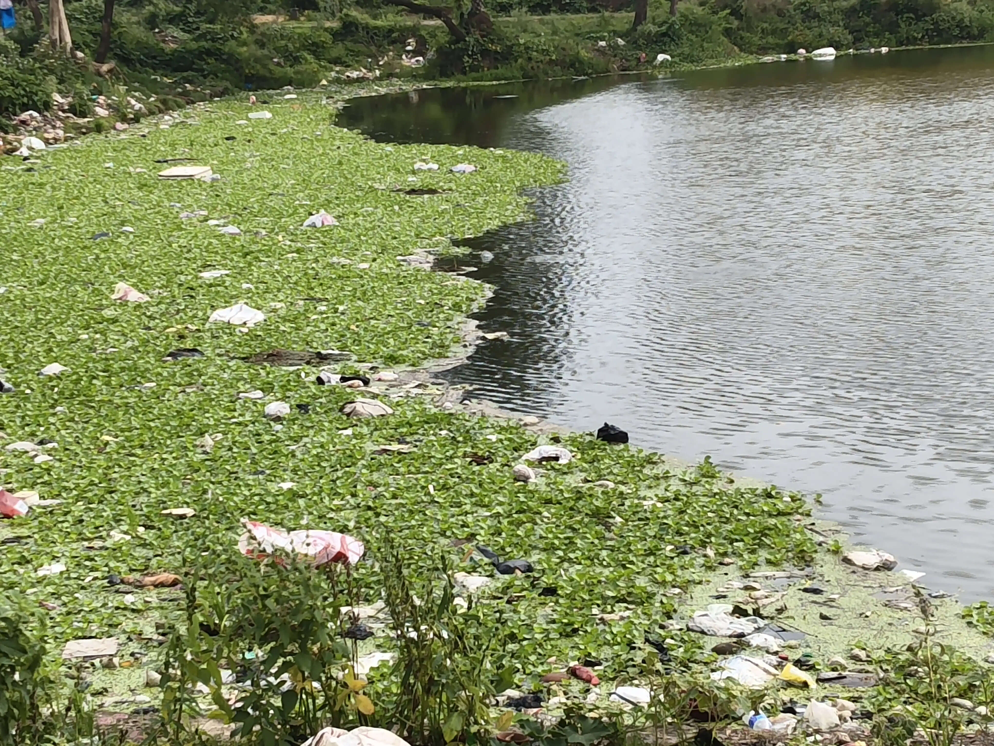 बदहाली के आंसू रो रहा भागलपुर का गंगटा पोखर, जलकुंभी और प्रदूषण ने छीना अस्तित्व