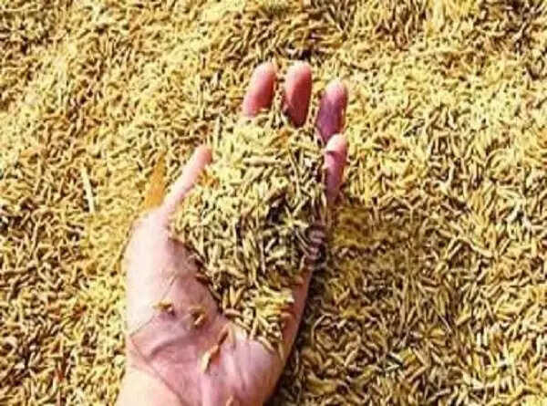 (संशोधित) पूर्वी उत्तर प्रदेश, लखनऊ-रायबरेली व उन्नाव में पहली नवंबर से होगी धान खरीद