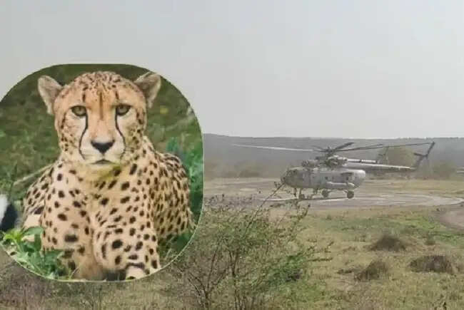 बोत्सवाना से 12 घंटे की हवाई यात्रा कर कूनो पहुंचे 9 चीते, संख्या बढ़कर 48 हुई