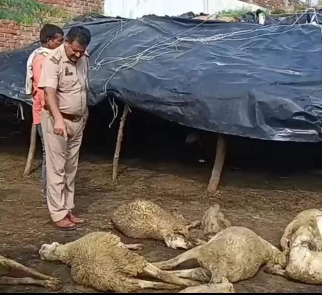 औरैया : बाड़े में 9 भेड़ों की मौत, 6 गंभीर घायल; जंगली जानवर या आवारा कुत्तों के हमले की आशंका
