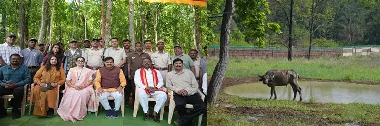 असम के काजीरंगा से मप्र के कान्हा टाइगर रिजर्व में चार जंगली भैंसों का हुआ सफल पुनर्स्थापन