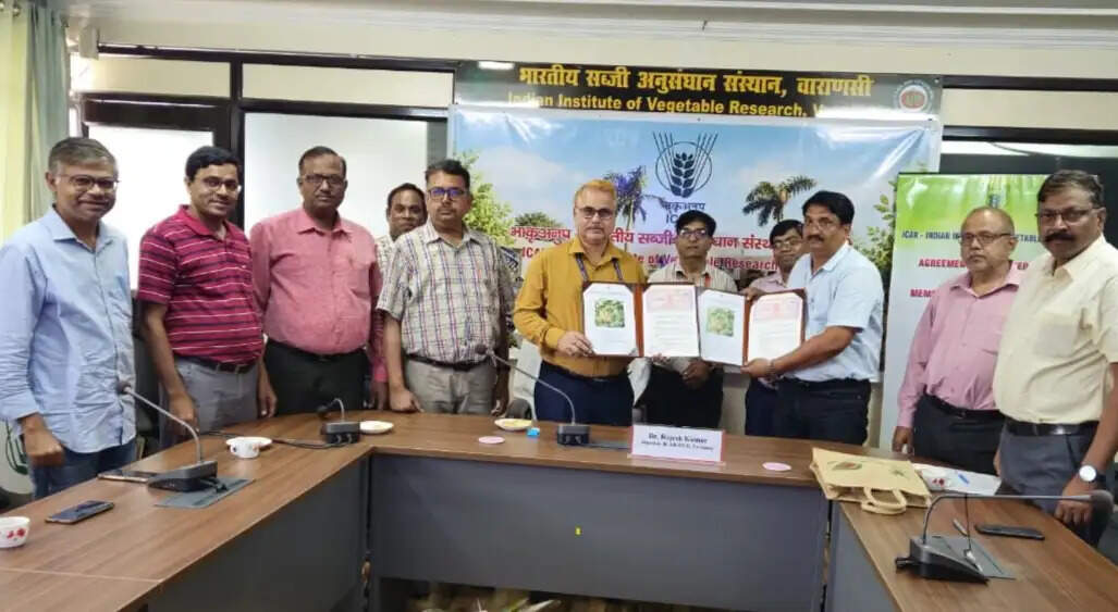 काशी अभिमान’ टमाटर संकर के लिए हुआ लाइसेंस समझौता