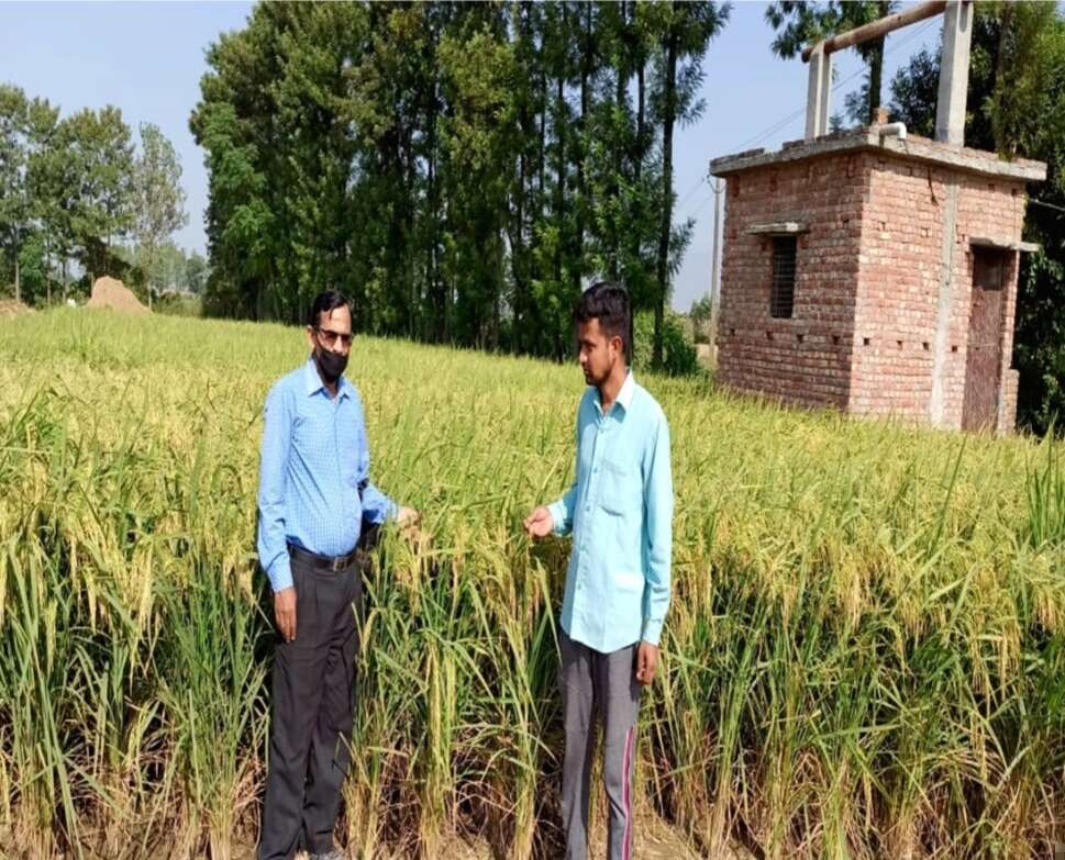 कृषि विभाग की पहल से 70 हेक्टेयर क्षेत्र में शुरू हुई हाइब्रिड धान खेती, किसानाें की आय में 39 प्रतिशत वृद्धि