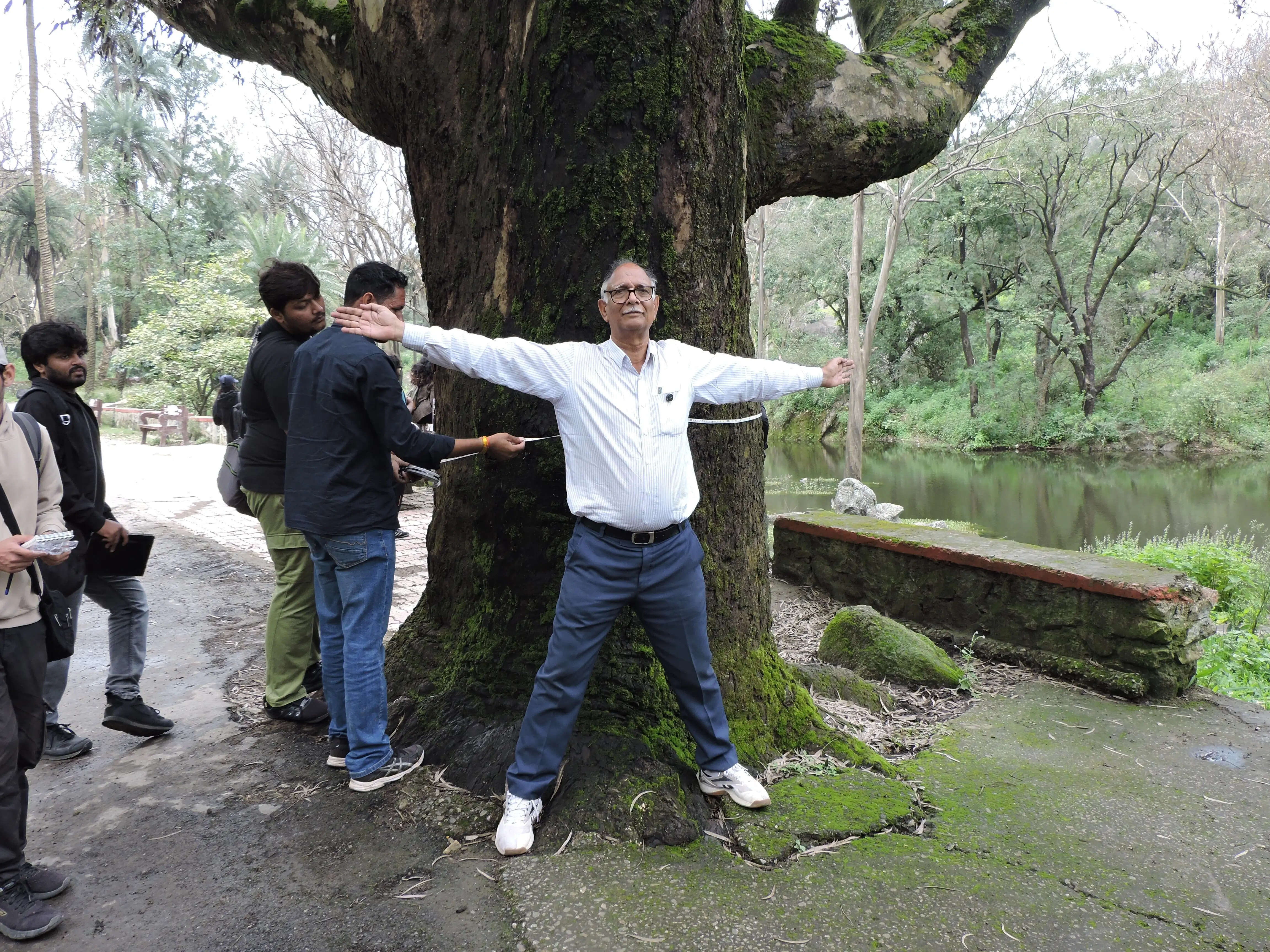 आबू में मिला देश का दूसरा सबसे मोटा सफेदा वृक्ष