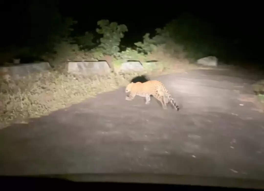 तेंदुओं की धमक से डुंडा क्षेत्र में दहशत