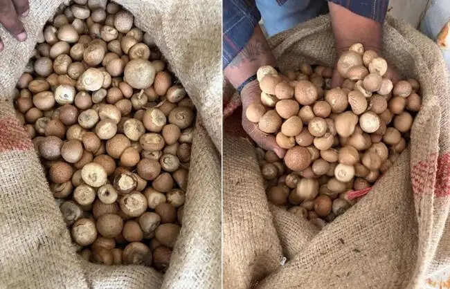डीआरआई ने सुपारी के आयात में 2,500 करोड़ रुपये की सीमा शुल्क धोखाधड़ी का किया भंडाफोड़, 09 गिरफ्तार