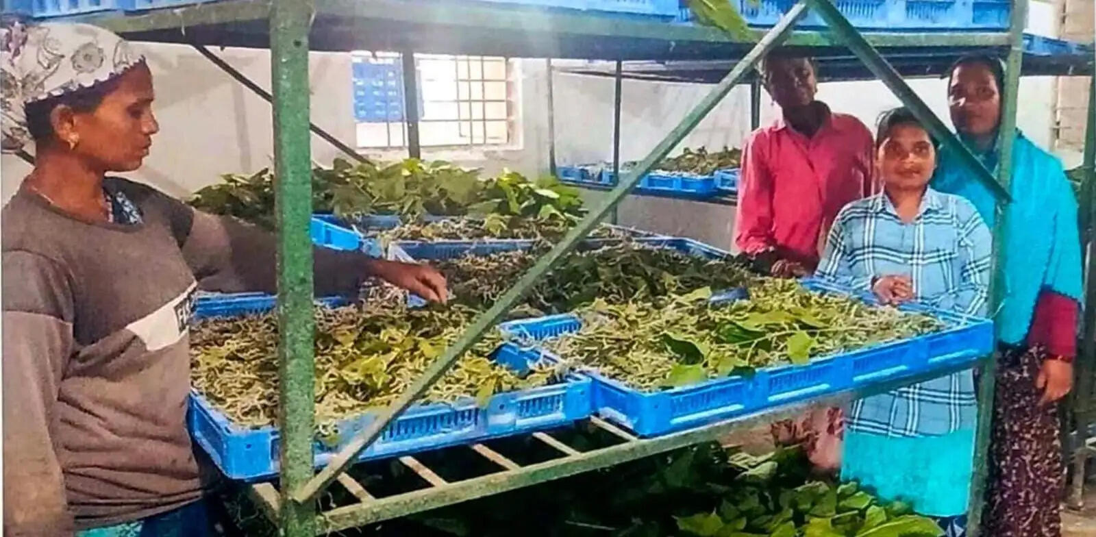 कोसा पालन ने बदली वनांचल के ग्रामीणों की तकदीर