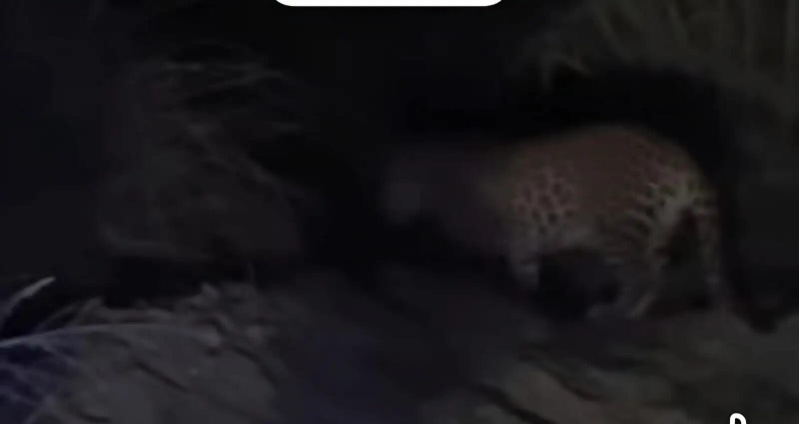 यमुनानगर में ग्रामीणों का दावा,खेतों में दिखा तेंदुआ