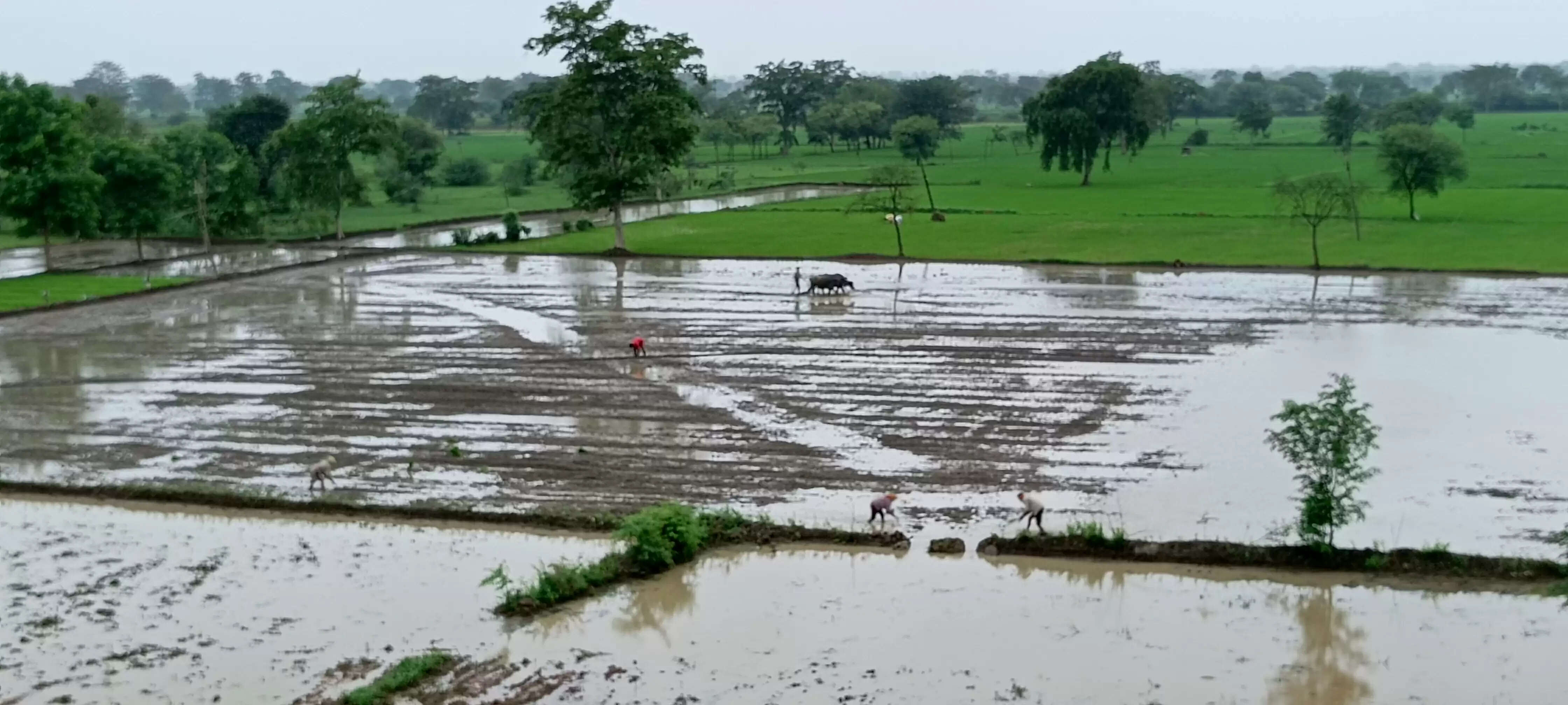 जिले में लगातार बारिश के बाद खेतों में लौटी रौनक