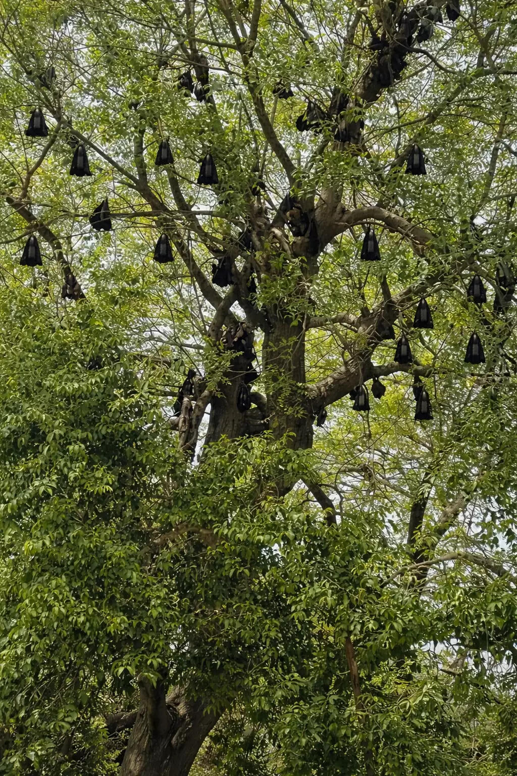 'पक्षियों का गांव' कुलडीहा : वैज्ञानिकों की चेतावनी के बीच ग्रामीणों ने चमगादड़ों को माना अपना 'परम मित्र'