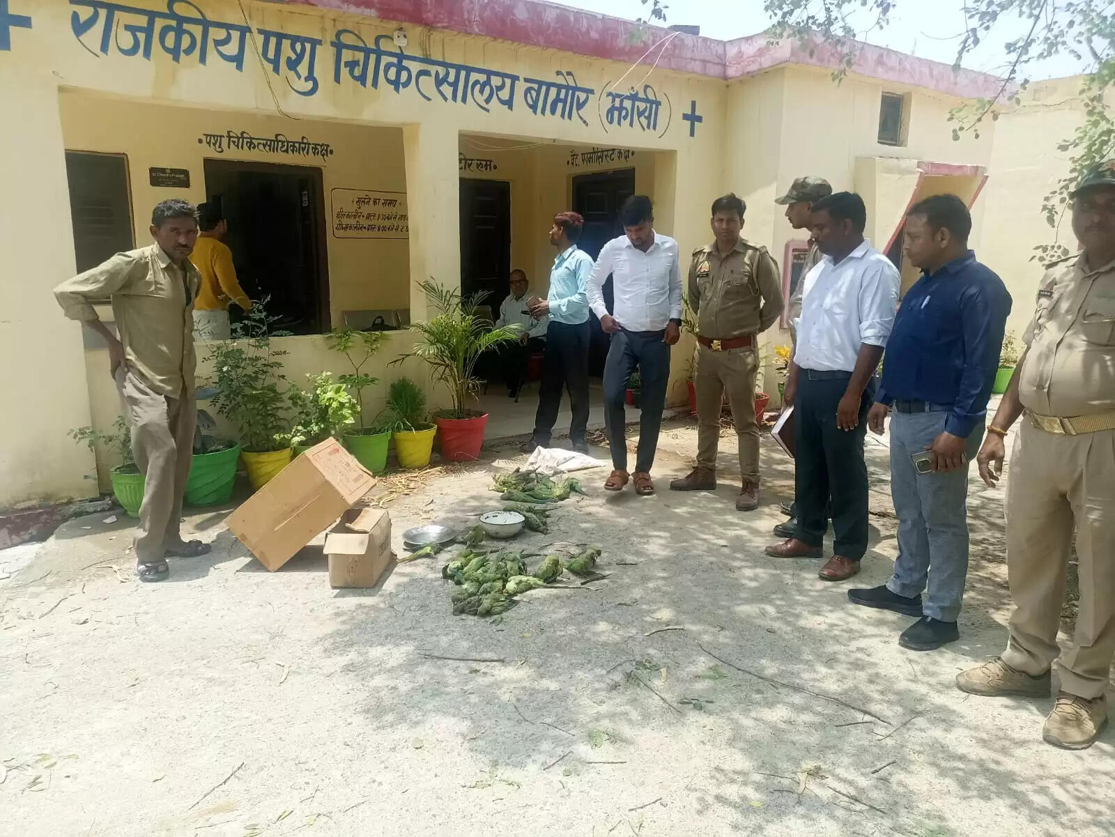 उप्रः आंधी के बाद झांसी के मंदिर परिसर में मृत पड़े मिले एक हजार करीब तोते