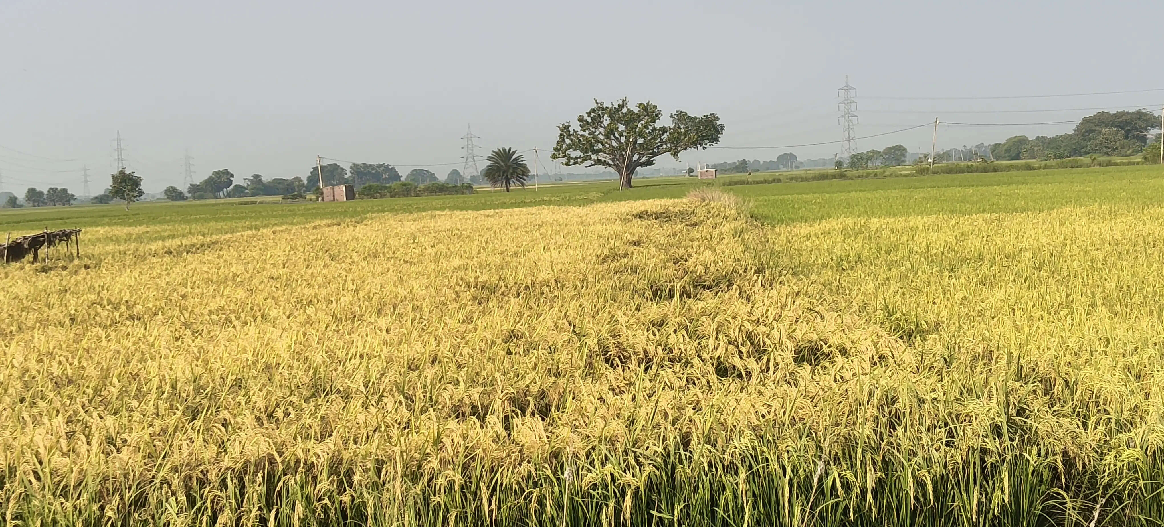 खेतों में लहराईं सुनहरी बालियां, भागलपुर में बंपर धान पैदावार की उम्मीद से किसान गदगद