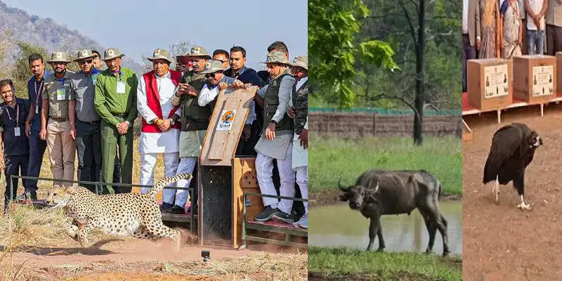 मप्र बन रहा देश का सबसे बड़ा वाइल्ड लाइफ मॉडल