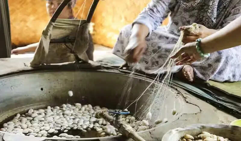मप्र में नर्मदापुरम बना एकमात्र जिला, जहां चारों प्रकार के रेशम का होता है उत्पादन