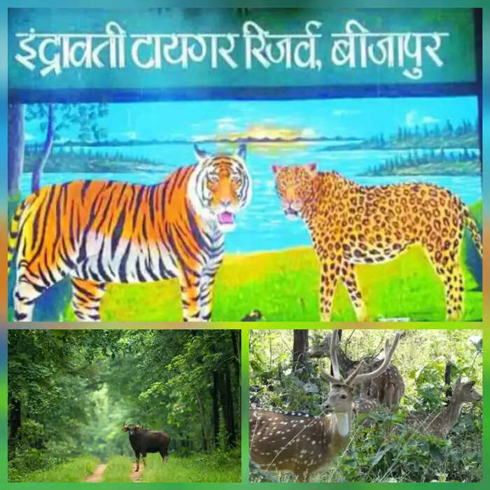 इंद्रावती टाइगर रिजर्व एक नवंबर से पर्यटन के लिए खुलेगा