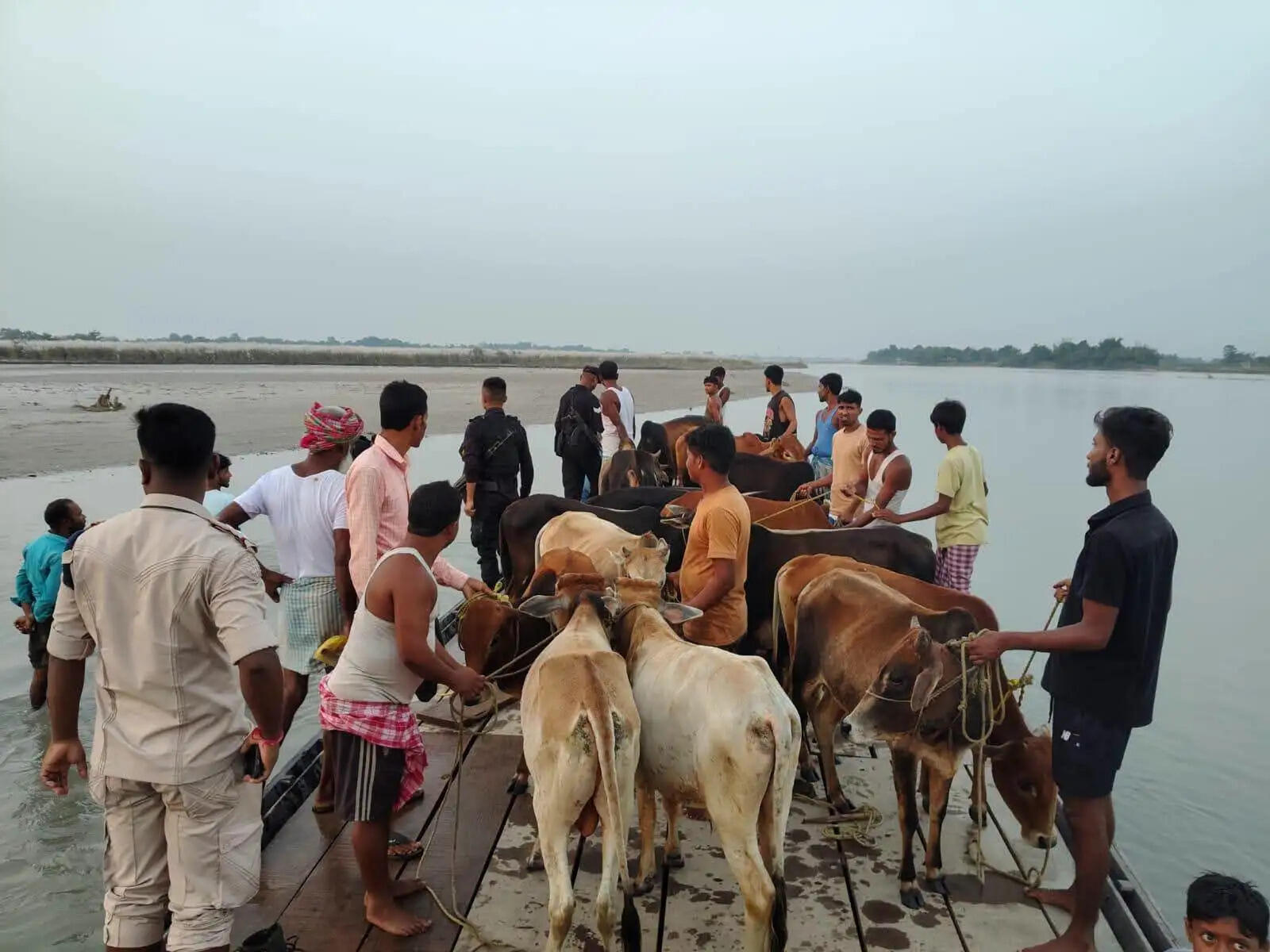 असम में 30 गो-धन बरामद, दो कथित तस्कर गिरफ्तार