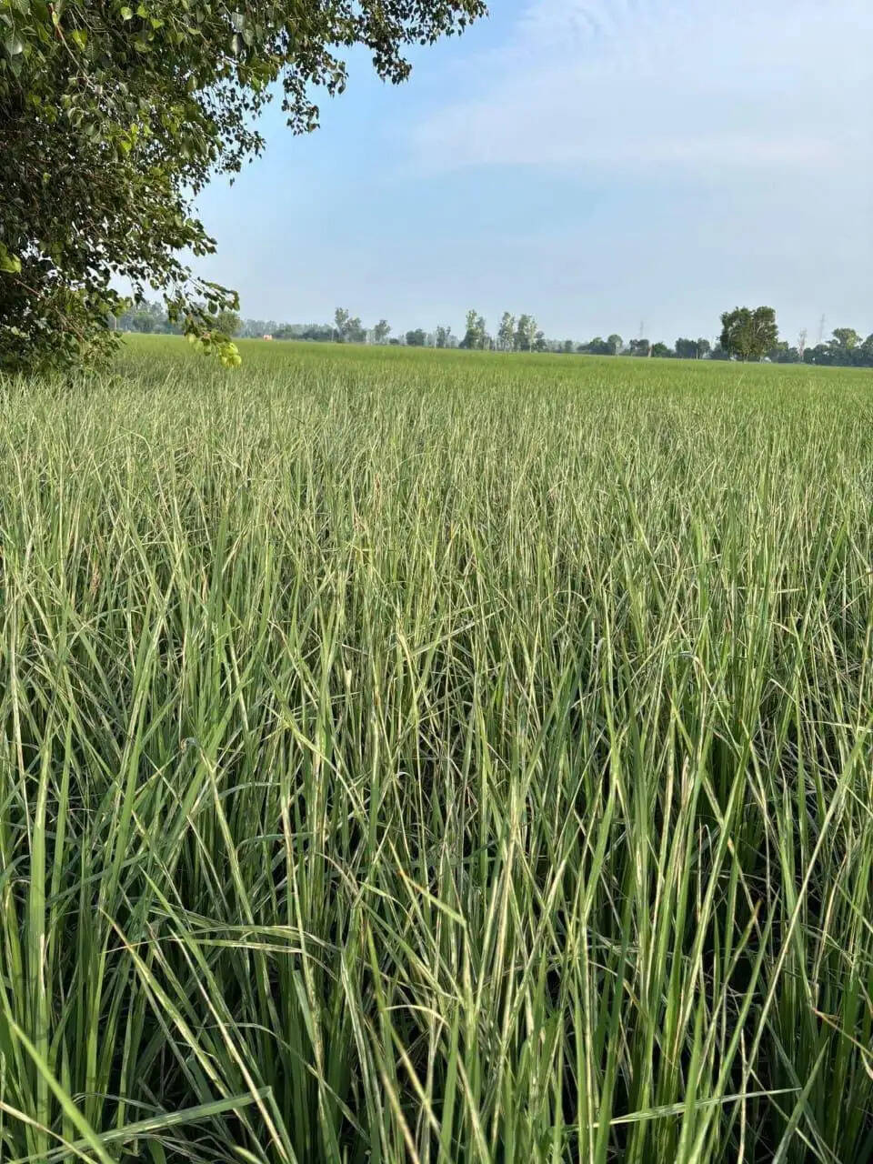 मीरजापुर: धान में लपेटा रोग के प्रकोप से किसानों की बढ़ी चिंता