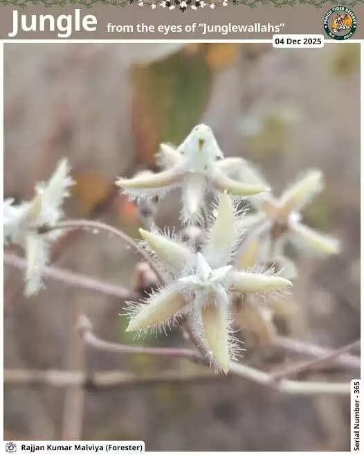 सिवनीः जंगलवालों की नज़र से जंगल श्रृंखला का नया पोस्टर जारी