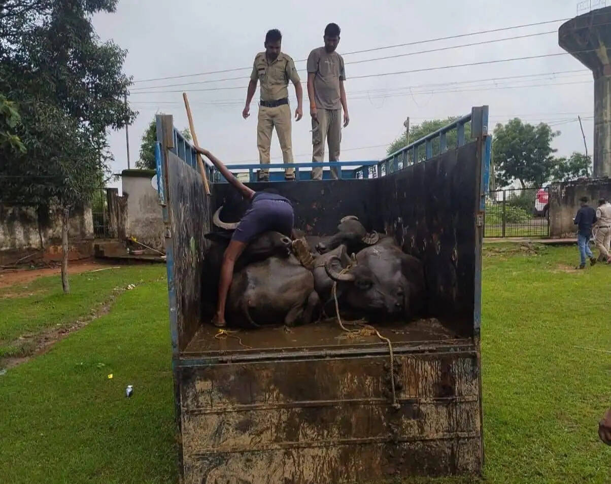 अनूपपुर: दो पिकअप से 15 मवेशी छुड़ाए, तस्कर भागे, चालक और तस्करों पर मामला दर्ज