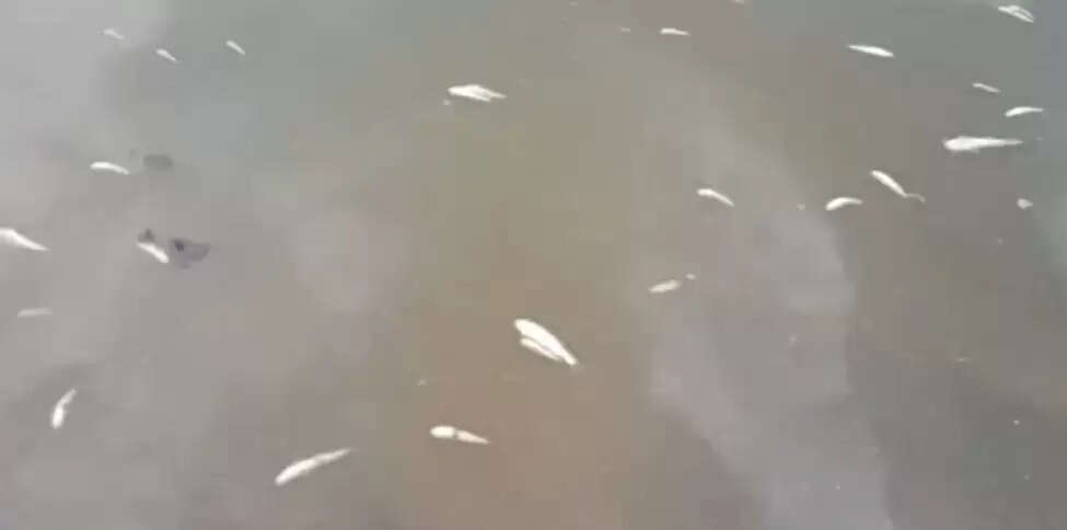 बलरामपुर : जीवनदायिनी कन्हर का जलस्तर कम होते ही जहरीला रासायनिक पदार्थ डाल मछलियां मार रहे लोग