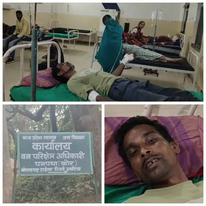 बांधवगढ़ में बाघिन ने ग्रामीण पर किया हमला, भैंसों ने दौड़ाकर बचाई मालिक की जान