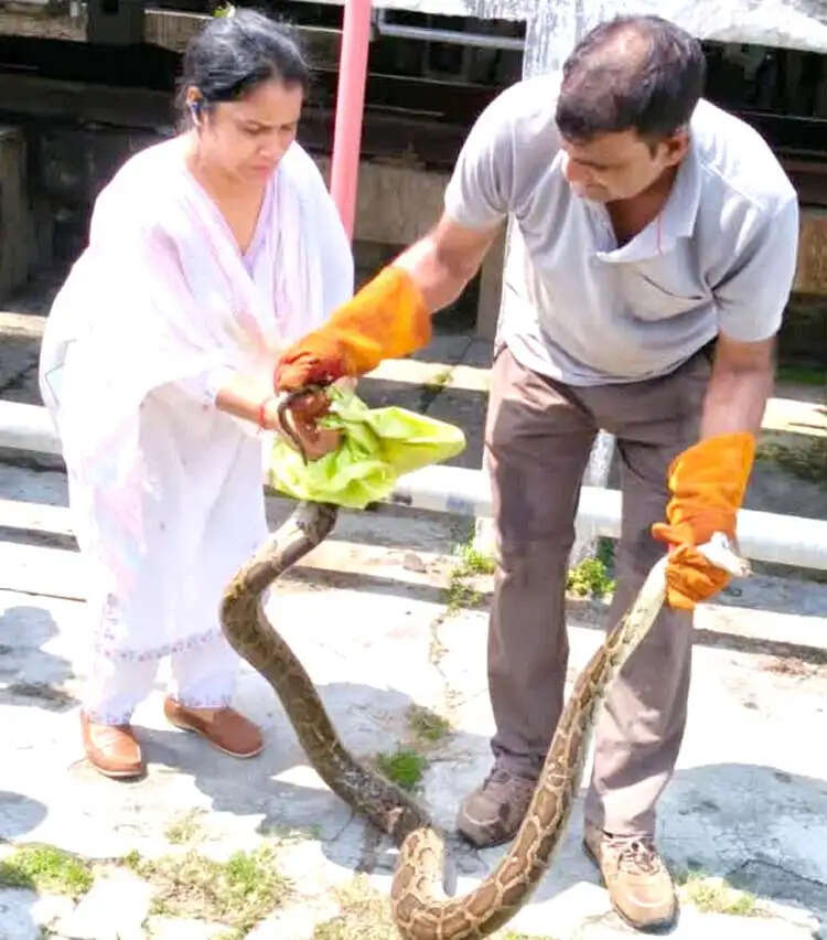 वंदे भारत एक्सप्रेस में घुस रहा था 10 फीट लंबा अजगर, रेल कर्मचारियों की नजर पड़ते ही मचा हड़कंप