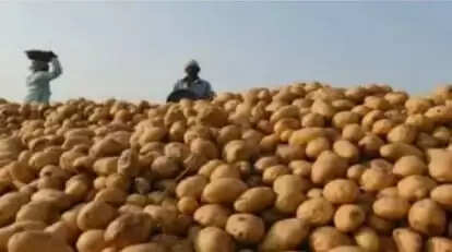 फर्रुखाबाद की सातनपुर मंडी में आलू के भाव नीचे, किसानाें की बढ़ रही चिंता