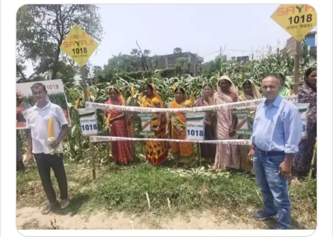 नालंदा जिले के धरमपुर में सयाजी 1018 मक्का की बम्पर पैदावार देख उत्साहित हुए किसान
