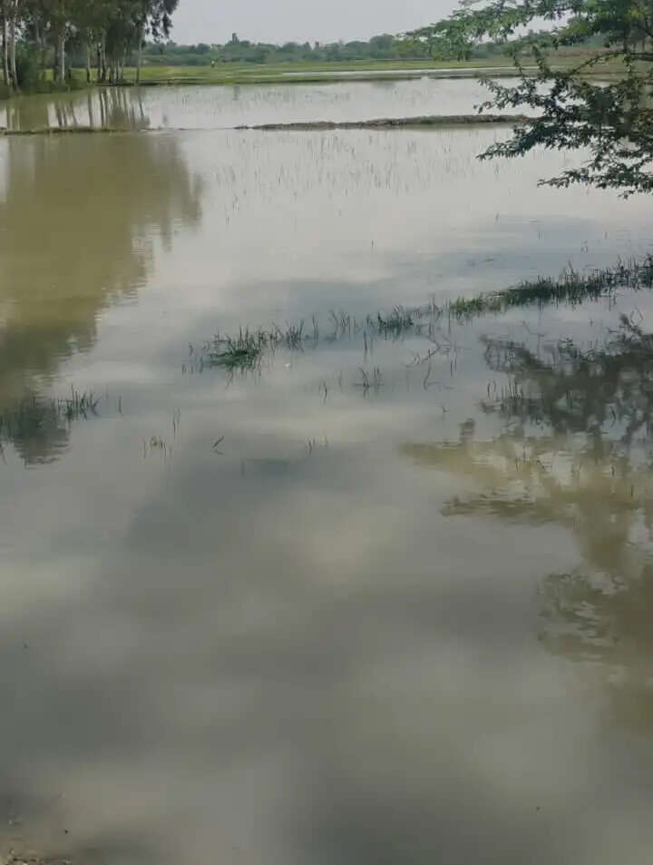 नहर पटरी कटने से सैकड़ों बीघा धान की फसल जलमग्न, किसानाें ने मुआवजा मांगा