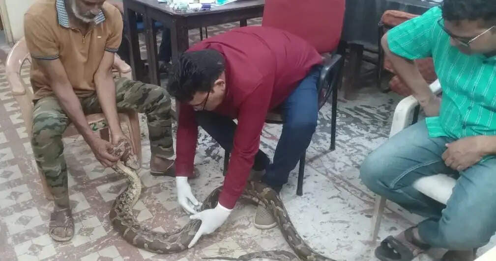 गंगरेल के जंगलों से गहरे जख्मों के साथ रेस्क्यू हुआ अजगर