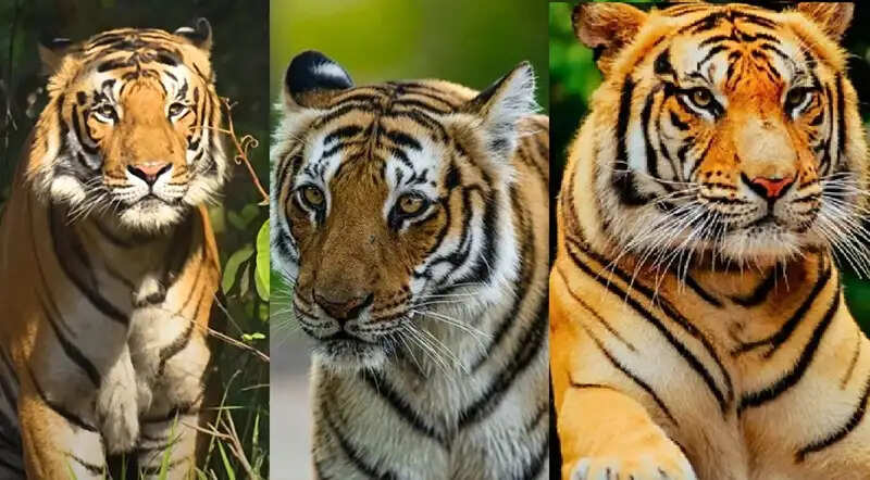 मप्र के पेंच टाइगर रिजर्व में बढ़ा बाघों का कुनबा, 10 वर्षों में करीब दोगुनी हुई संख्या