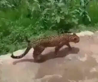 मुरादाबाद के ठाकुरद्वारा क्षेत्र में दो स्थानों पर तेंदुए दिखाई देने से ग्रामीणों में दहशत