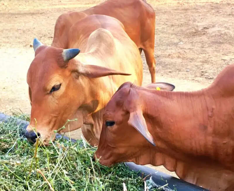 मप्रः ‘गोरस मोबाइल ऐप’ से पशुपालकों को मिलेगी जानकारी, बढ़ेगा दूध उत्पादन