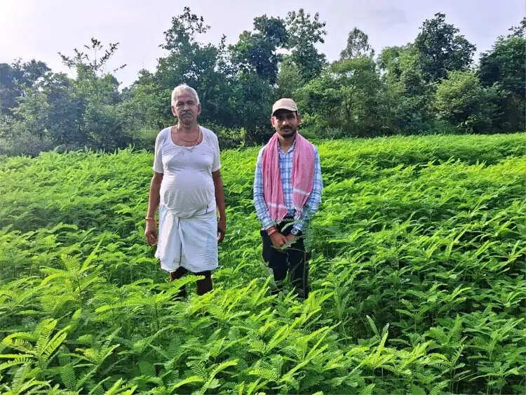 हरी खाद (ढैंचा) से होगी धान की बेहतर खेती