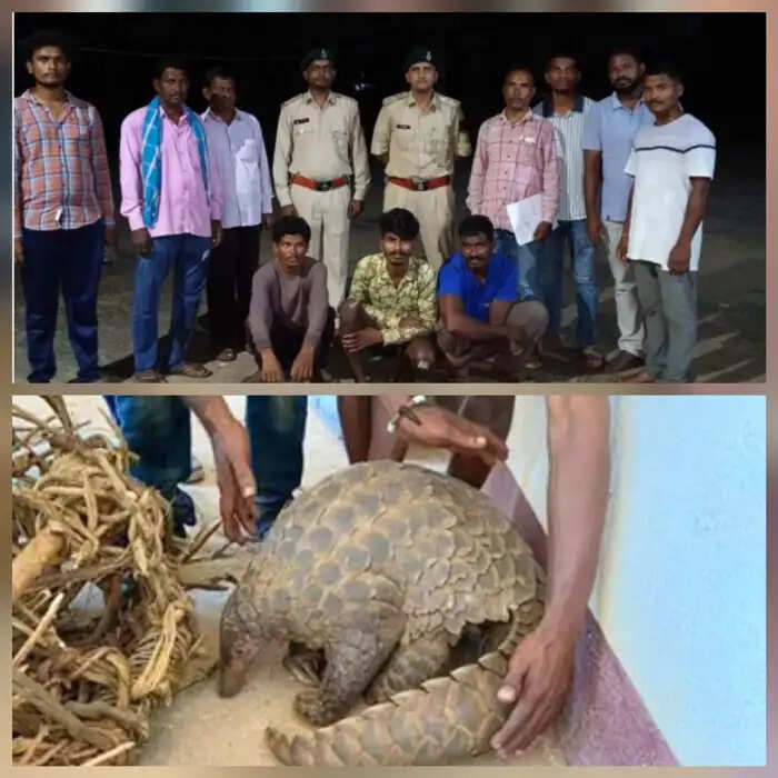 वन्य जीव पैंगोलिन के शिकार व तस्करी के तीन आराेपित गिरफ्तार