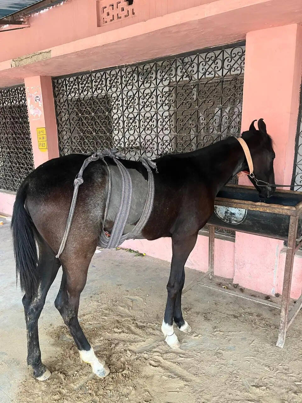 वेटरनरी विश्वविद्यालय&nbsp;:&nbsp;मारवाड़ी अश्व की बछेरी में निकाली डेढ़ किलो की शंखनुमा पथरी