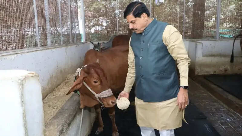 मप्रः मुख्यमंत्री डॉ. यादव ने गौ सेवा कर की अपने जन्मदिन की शुरुआत